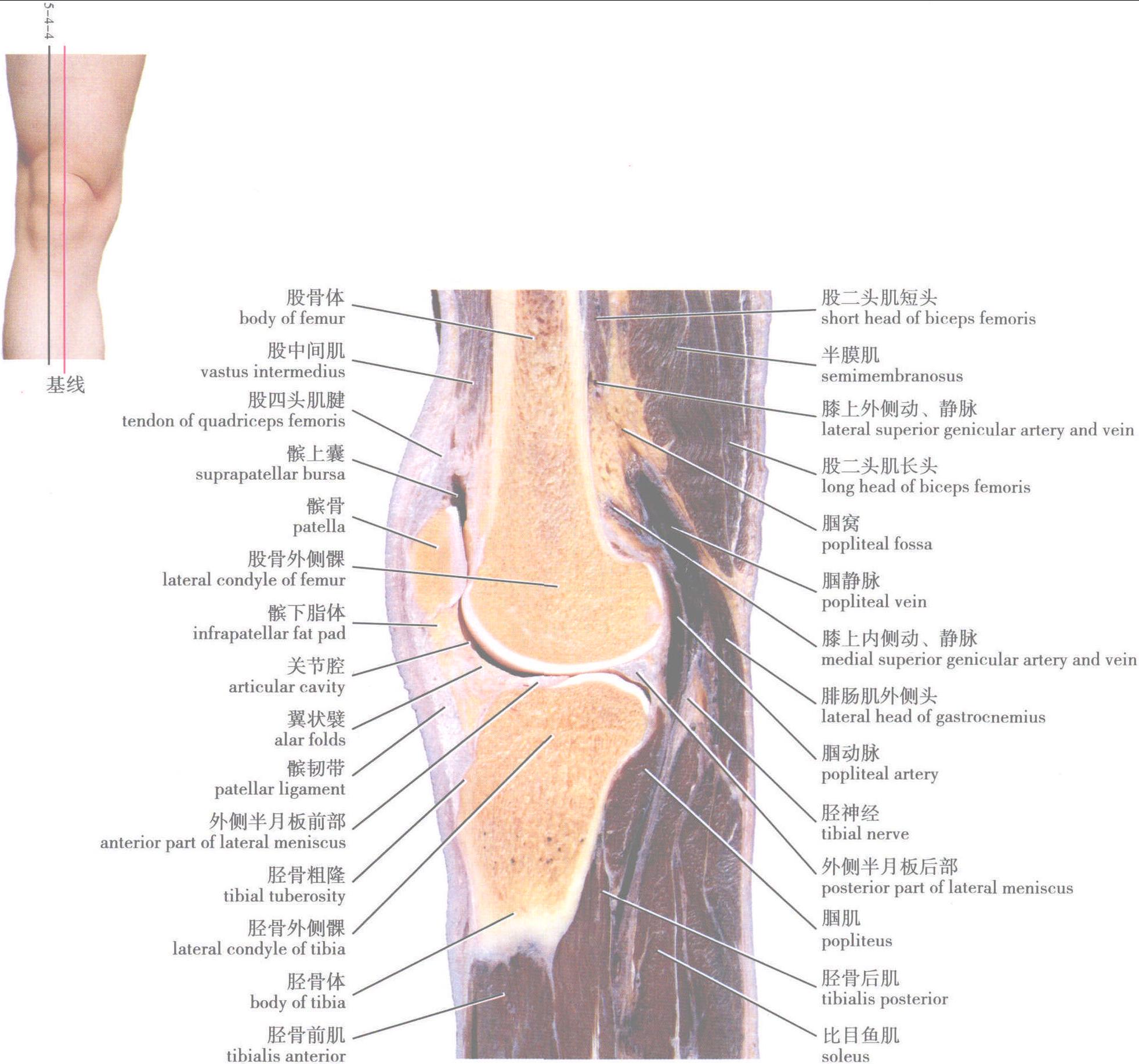第四節(jié) 膝關(guān)節(jié)連續(xù)矢狀層面